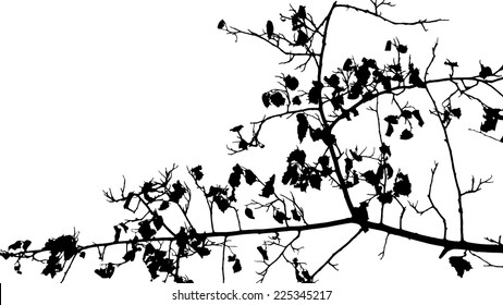 Tree twigs silhouette vector
