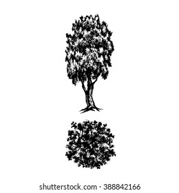 tree in two projections as an element of landscape design, computer drawing,  vector, silhouette, linear, illustration