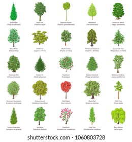 Tree types icons set. Isometric illustration of 25 tree types vector icons for web