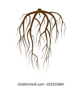 Tree Underground Roots Vector. Brown Tree Root On White Background Flat Isolated Illustration