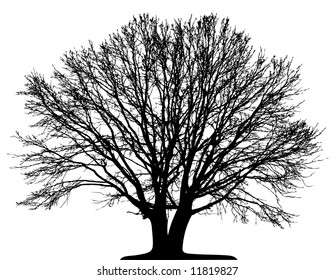 Tree (vector)