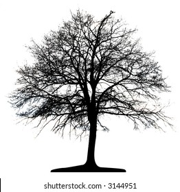 Tree (vector)