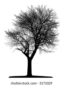 Tree (vector)