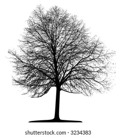 Tree (vector)