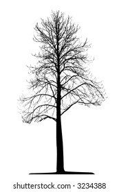 Tree (vector)