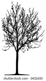 Tree (vector)
