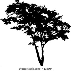 tree vector