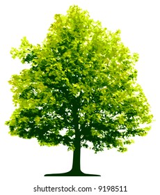 Tree (vector)