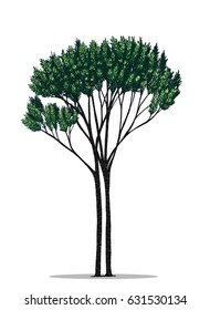 Tree vector by hand drawing.Green tree on white background.