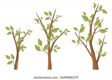 Tree Vector Collection with Leaves. Vector set of trees with green leaves.