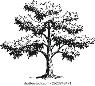 Tree vector design for illustration