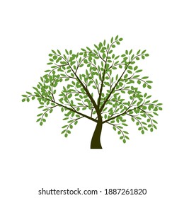 Tree Vector ,hand drawn, illustration of Olive tree vector design template