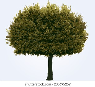 Tree vector illustration.