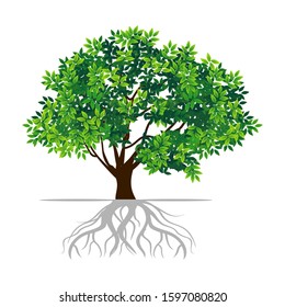 tree vector illustration. banyan tree roots. mangrove plants. against a white background
