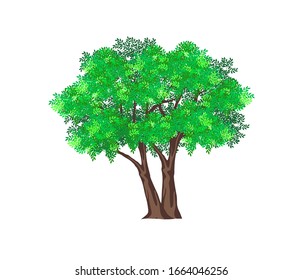 Tree vector illustration. tree with green leaves isolated.