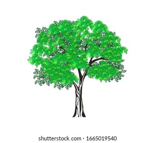 Tree vector illustration. tree with green leaves isolated.