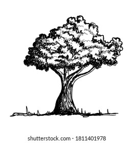 Tree vector illustration hand drawn sketch style isolated on white background