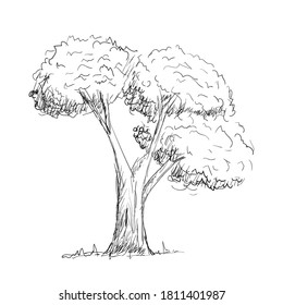 Tree vector illustration hand drawn sketch style isolated on white background