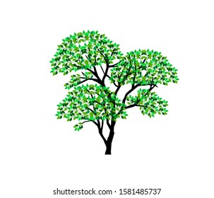 Tree vector illustration. olive tree vector isolated