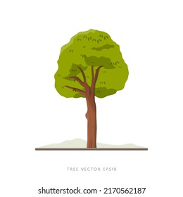 Tree vector illustration on white background, landscape decoration element