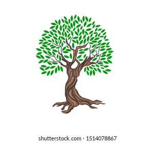 tree vector illustration. roots of banyan tree. mangrove plant