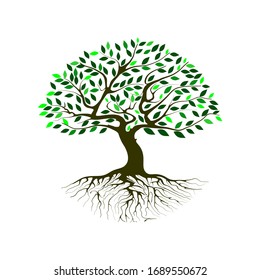 tree vector illustration. roots of banyan tree. mangrove plant