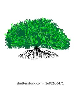 ilustración vectorial de árbol. raíces de árbol de banyan. planta de manglar