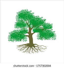 tree vector illustration. roots of banyan tree. mangrove plant