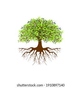 tree vector illustration. roots of banyan tree. mangrove plant