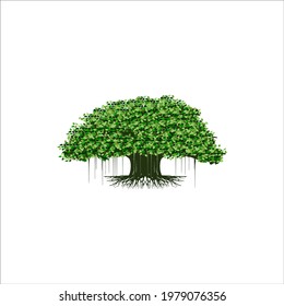 tree vector illustration. roots of banyan tree. mangrove plant
