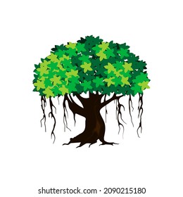 tree vector illustration. roots of banyan tree.