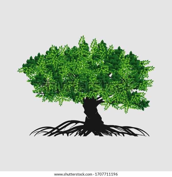 木のベクターイラスト バンヤンの木の根 マングローブ植物 のベクター画像素材 ロイヤリティフリー