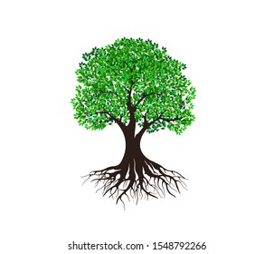 tree vector illustration. roots and branch of olive tree. mangrove tree isolated.