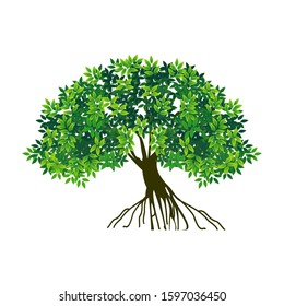 tree vector illustration. tree roots and green leaves. mangrove plants. against a white background