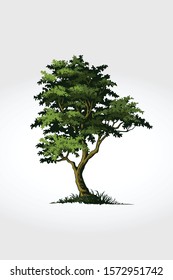Tree Vector Illustration. Tree a symbol of strength, power, longevity, freedom, fertility, hope and continuity.