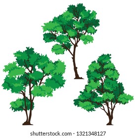 Tree vector Illustrations