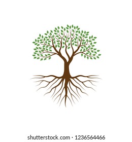 Tree vector illustrations, mangrove tree, roots