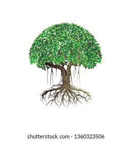 tree vector illustrations, roots, mangrove tree