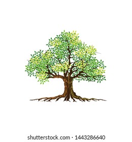 tree vector illustrations, roots, mangrove tree VECTOR isolated