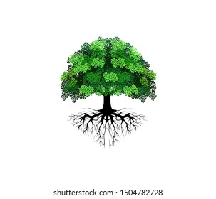 tree vector illustrations, roots, mangrove tree