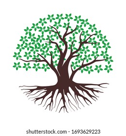 tree vector illustrations, roots, mangrove tree