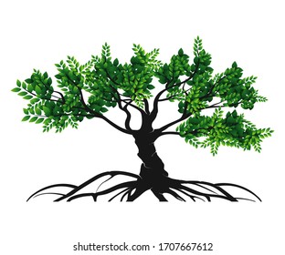 tree vector illustrations, roots, mangrove tree