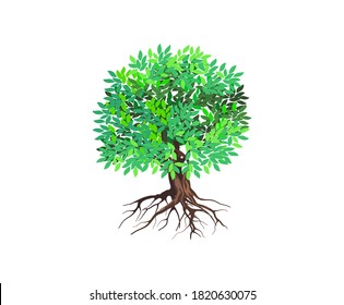 tree vector illustrations, roots, mangrove tree VECTOR isolated