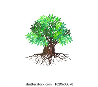 tree vector illustrations, roots, mangrove tree VECTOR isolated