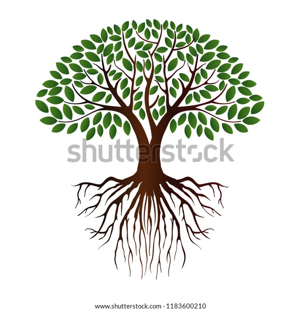 木のベクターイラスト 根 マングローブの木 のベクター画像素材 ロイヤリティフリー