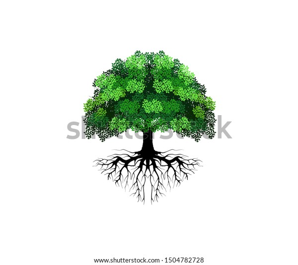 Tree Vector Illustrations Roots Mangrove Tree Stock Vector (Royalty ...