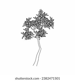 tree vector, tree nature, tree outline, tree icon, plant, plant icon