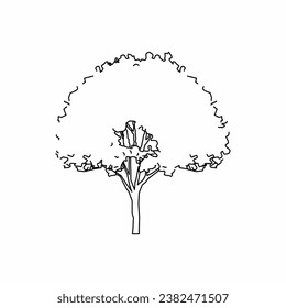 tree vector, tree nature, tree outline, tree icon, plant, plant icon