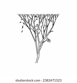 tree vector, tree nature, tree outline, tree icon, plant, plant icon