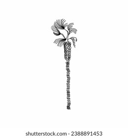 tree vector, tree nature, tree outline, tree icon, plant, plant icon